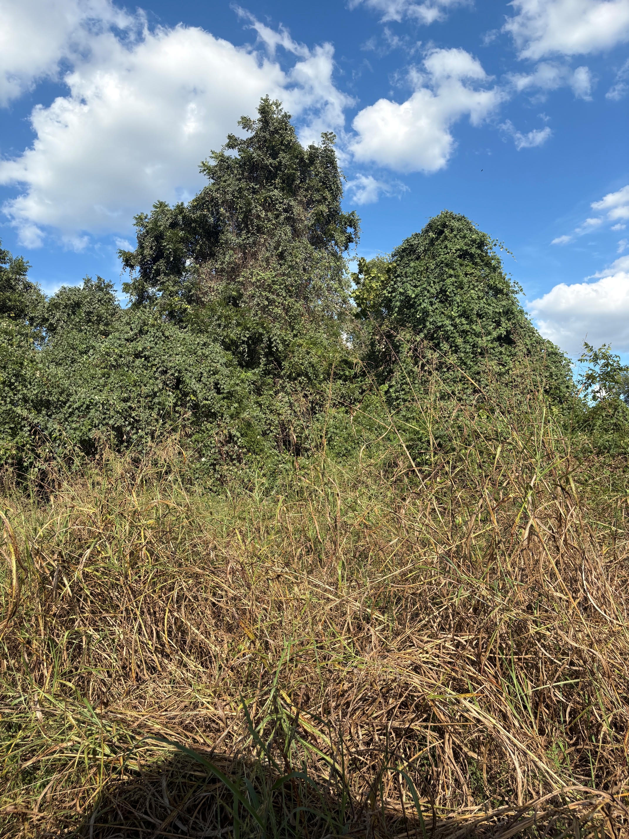 Two vine-covered mounds beneath a blue sky