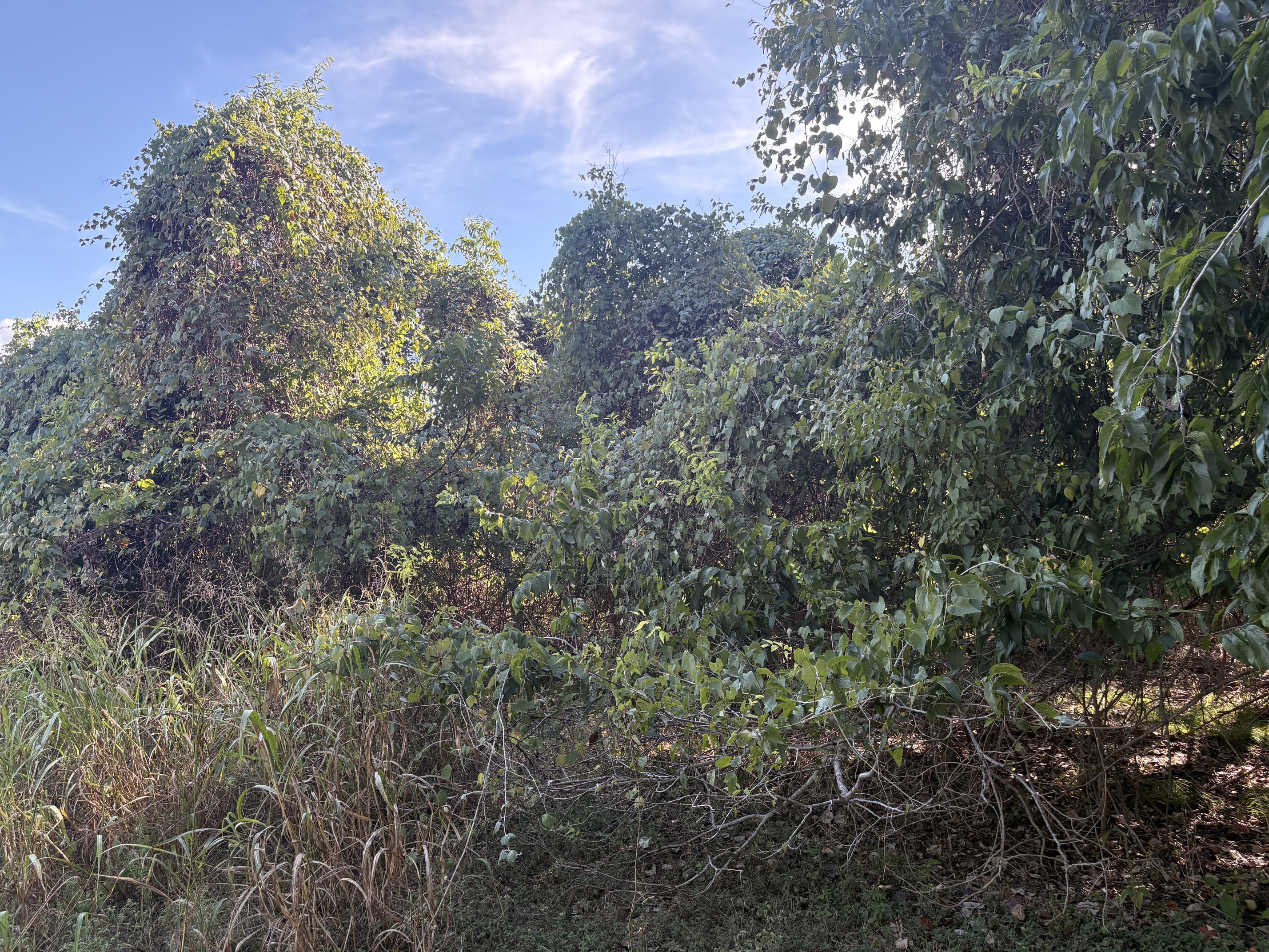 Vine-covered trees and shrubs beside a path