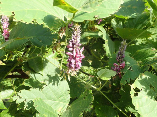 Source-identified kudzu flowers and leaves