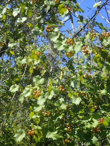 Source-identified muscadine vine with leaves and fruit