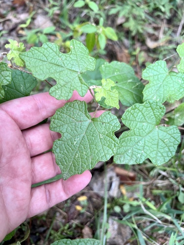 Source-identified mustang grape leaf held against its vine